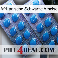 African Black Ant viagra2